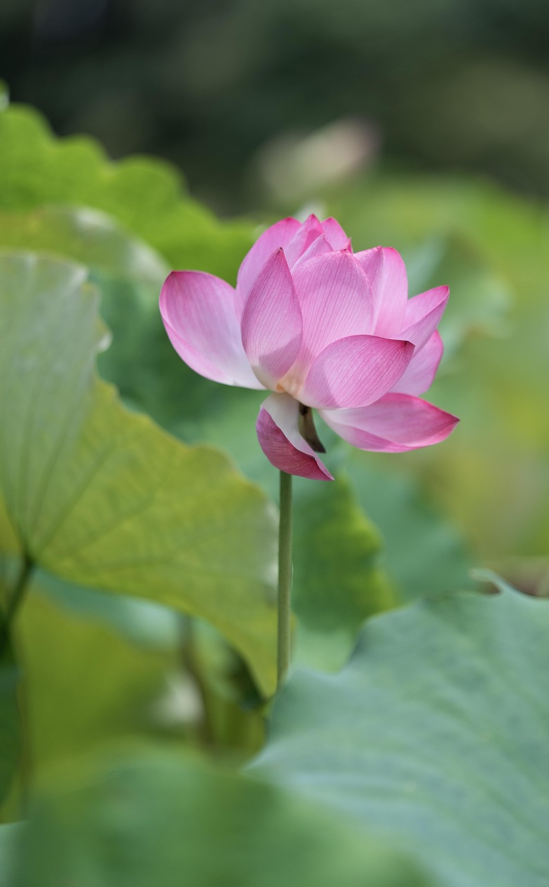 lotus, pink, pink flower, aquatic plant, pond, close up, bloom, international yoga day, yoga, lotus, lotus, lotus, lotus, lotus, yoga